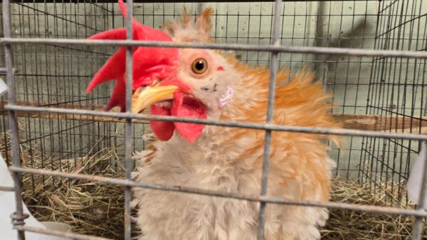 中国で鳥インフルエンザ 　内部告発者が警告